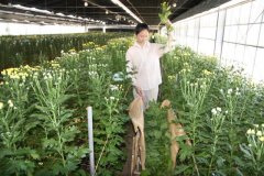 赴日本花卉种植